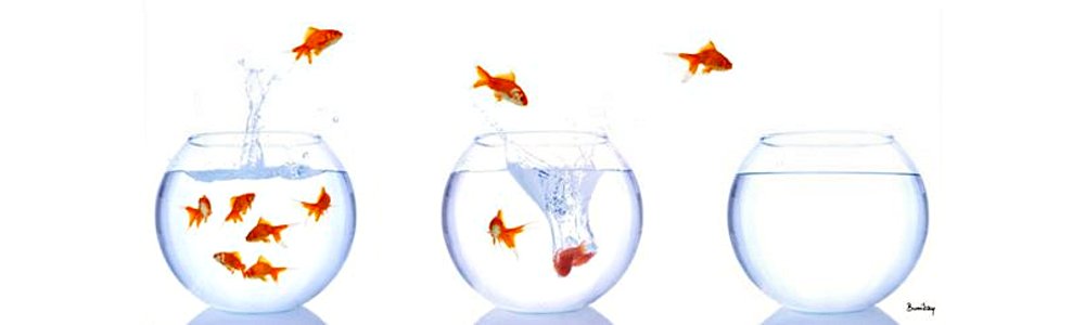 jumping goldfish suggesting migration